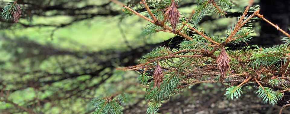 Black Spruce Cones - Very Small Cones Case of 84 Bags