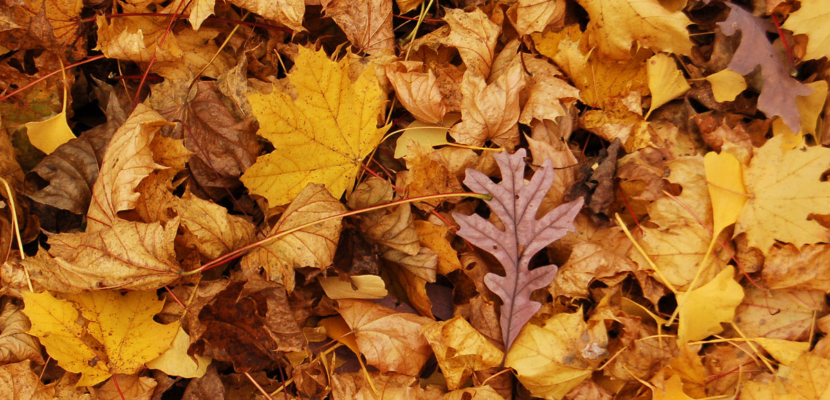 What Type Of Trees Lose All Their Leaves In The Fall What Type Of Trees Lose All Their Leaves In The Fall