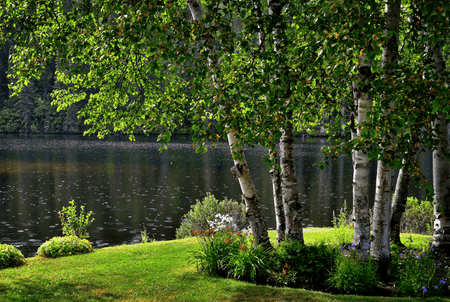 Birch trees give are a must for your landscape!