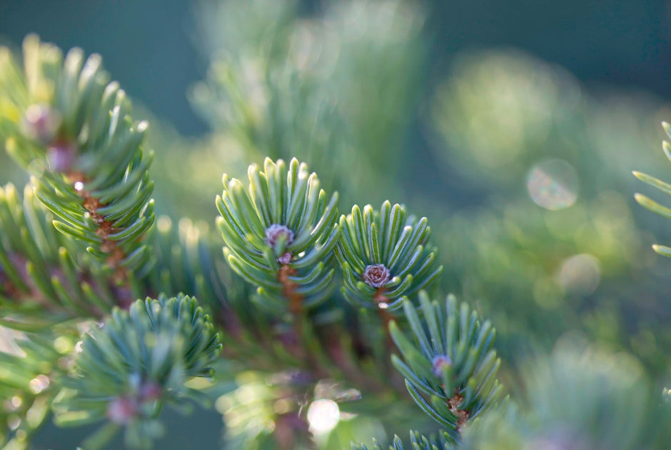 Classic Evergreens | Bower & Branch