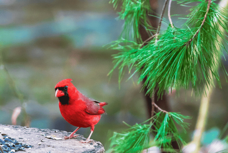 Audubon® Native Evergreen Trees