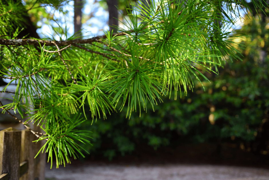 Bacheri Colorado Spruce