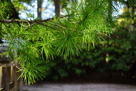 Specialty Conifers for your Landscape