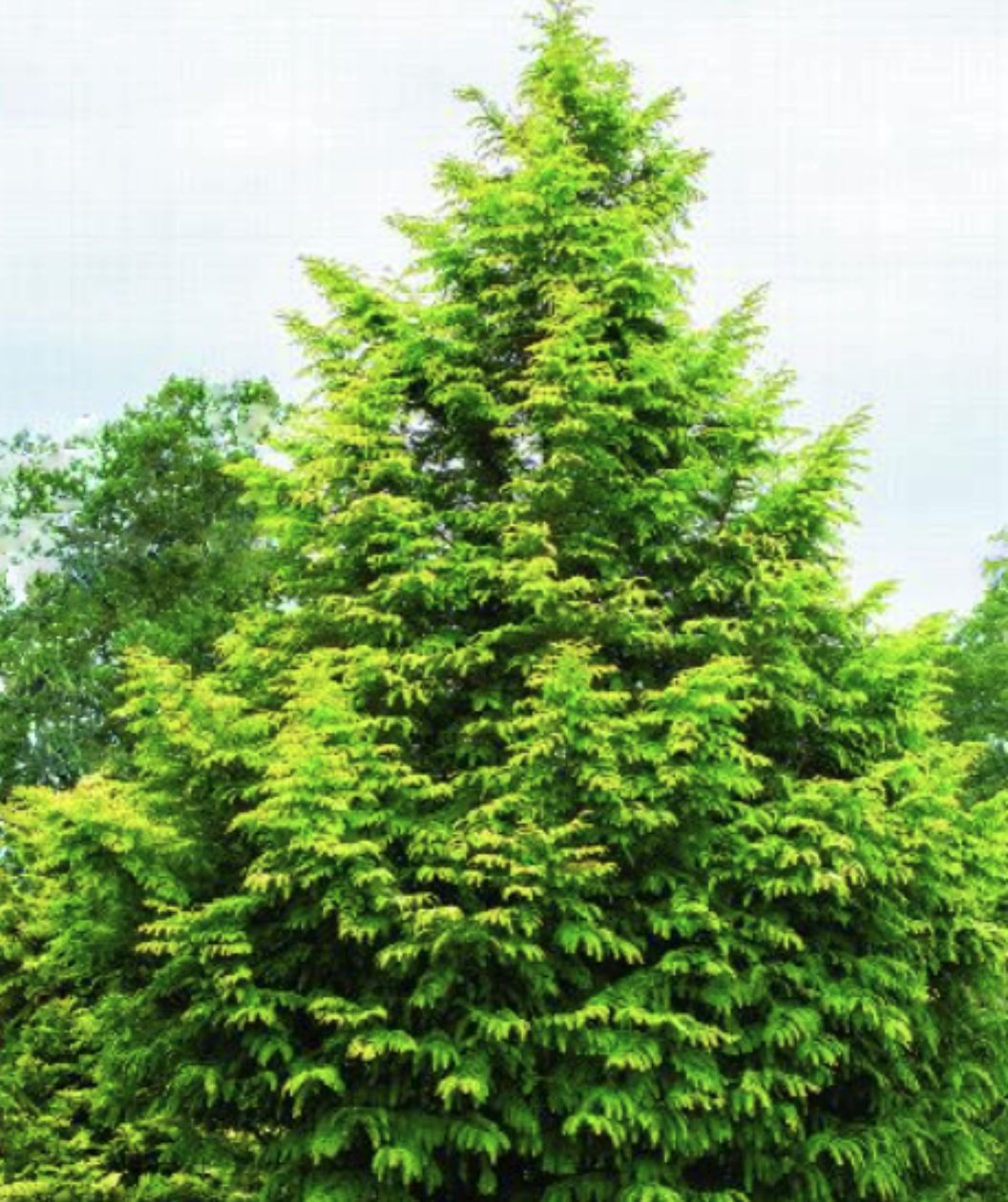 Amber Glow Dawn Redwood