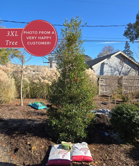 Foster Holly | Bower & Branch