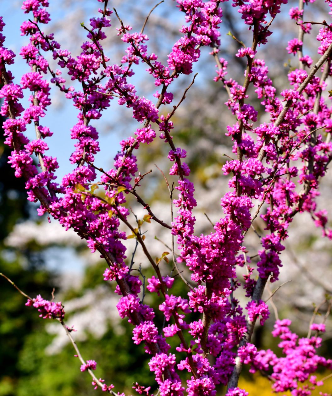 Bubble Gum Redbud