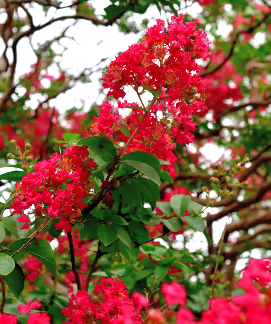Dynamite® Crape Myrtle