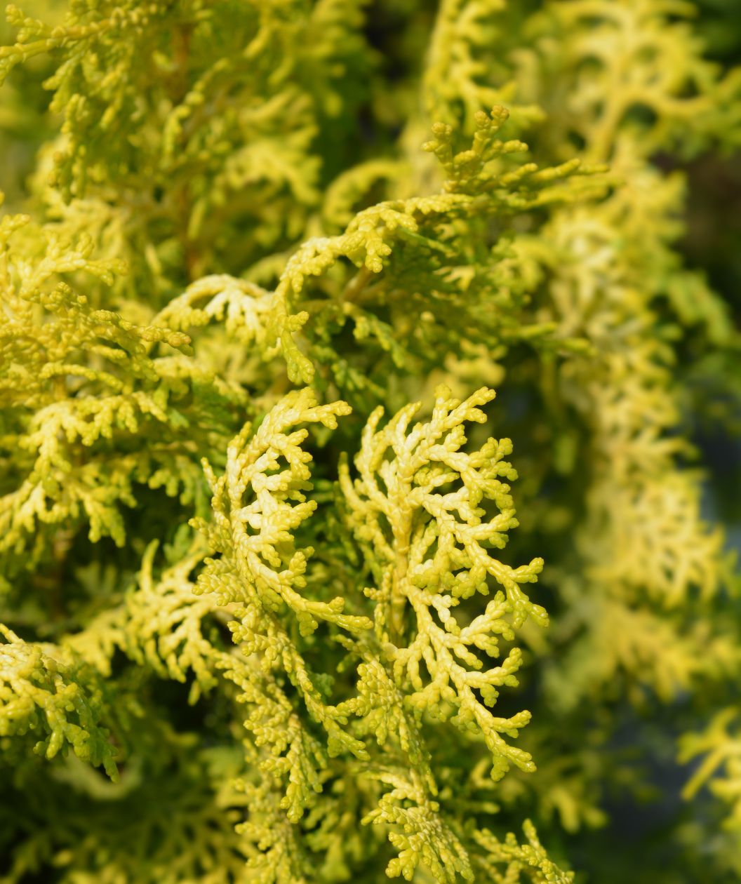 Fernspray Gold Hinoki Cypress