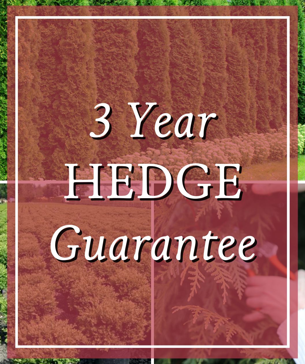 3-Year Guarantee of Arborvitae Hedge of (6) #25