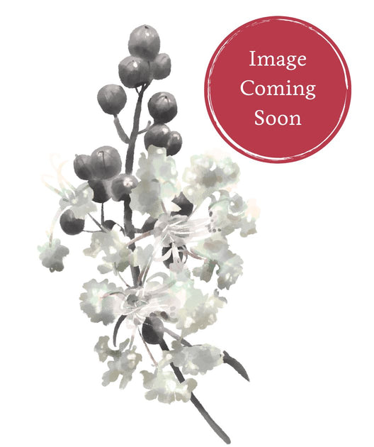 Purple Select Crape Myrtle | Bower & Branch