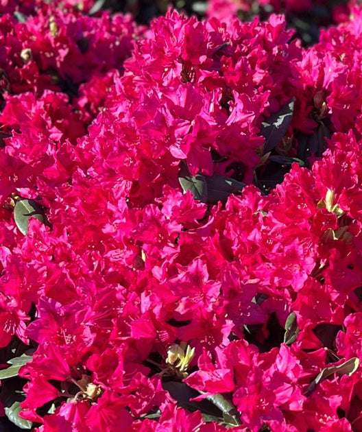 Nova Zembla Rhododendron | Bower & Branch