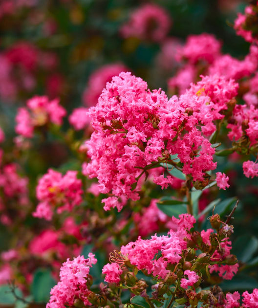 Pink Velour Crape Myrtle | Bower & Branch
