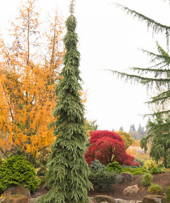 A tall and skinny Weeping White Spruce planted in a landscape, covered n the short, gray-green needles as they weep down against the bright orange and red fall color of other trees planted behind it