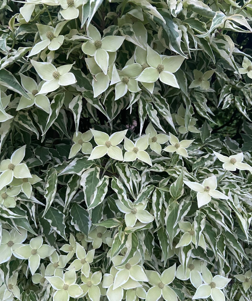 Wolf Eyes Variegated Japanese Dogwood
