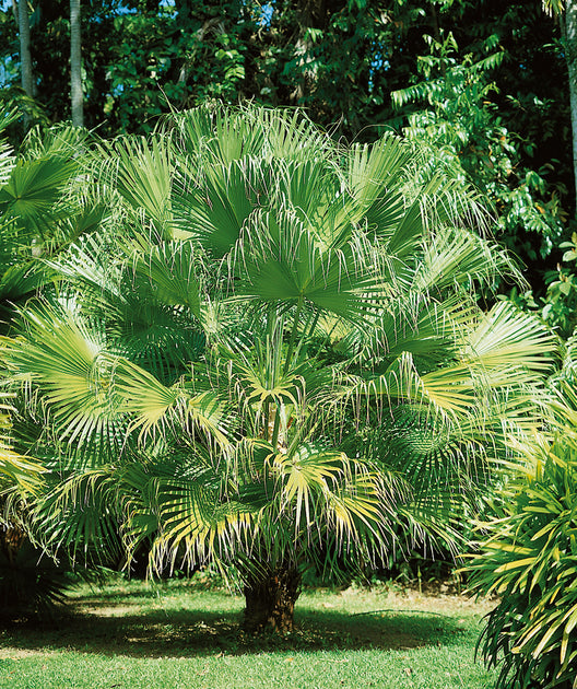 chinese fan palm