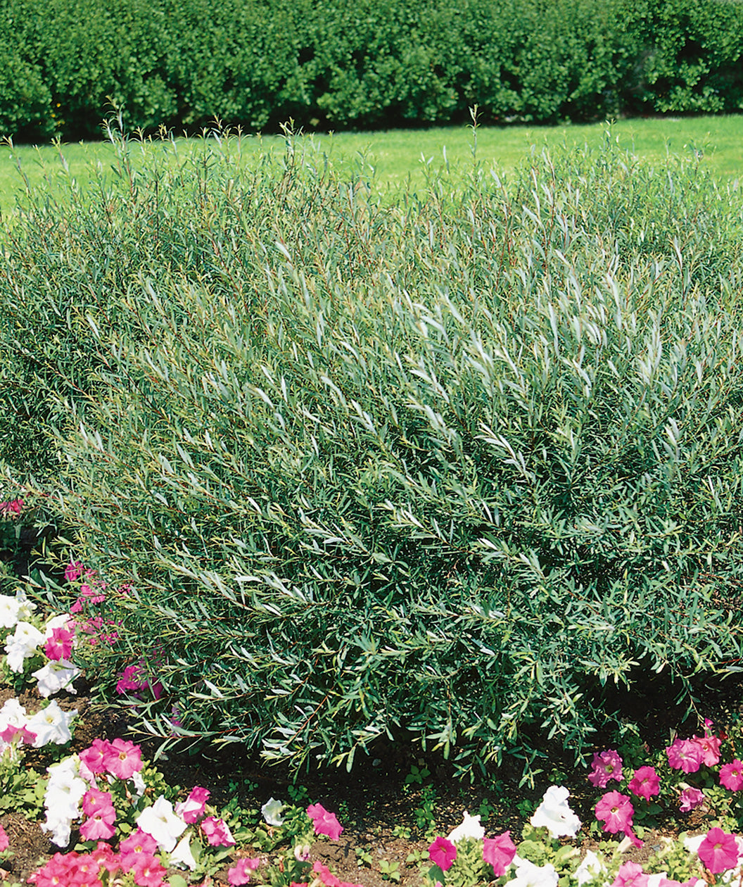 Dwarf Arctic Willow