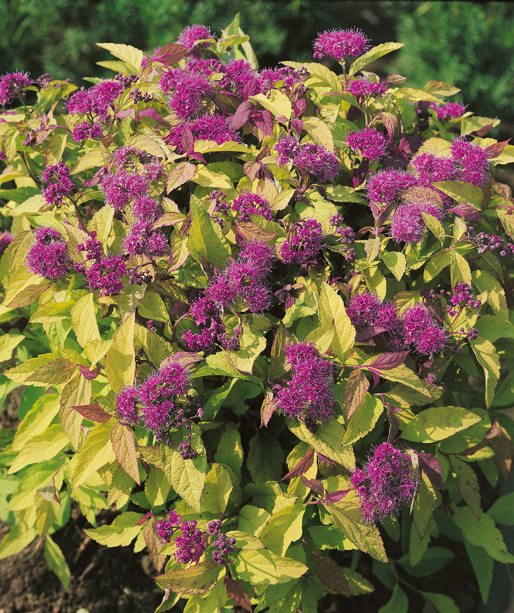 Goldflame Spirea