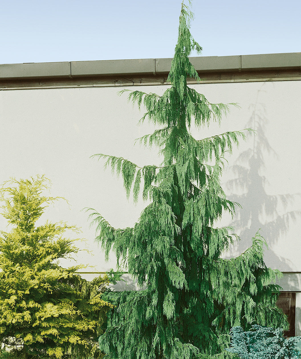 Jubilee Alaskan Cedar