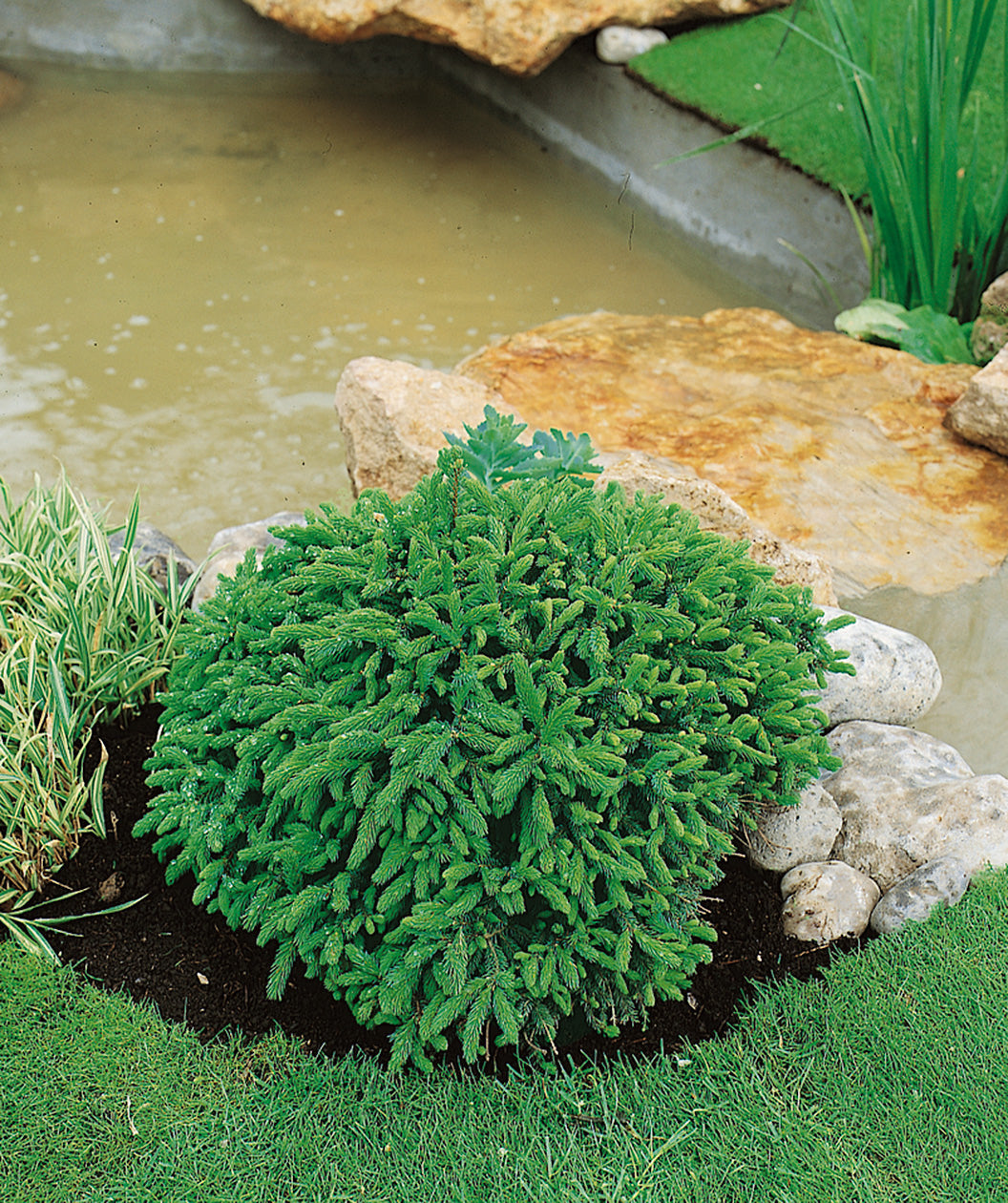 Birdsnest Spruce