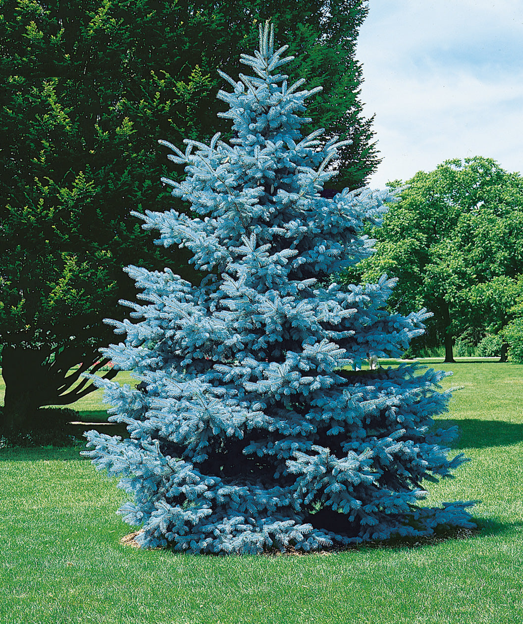 Hoopsii Colorado Spruce