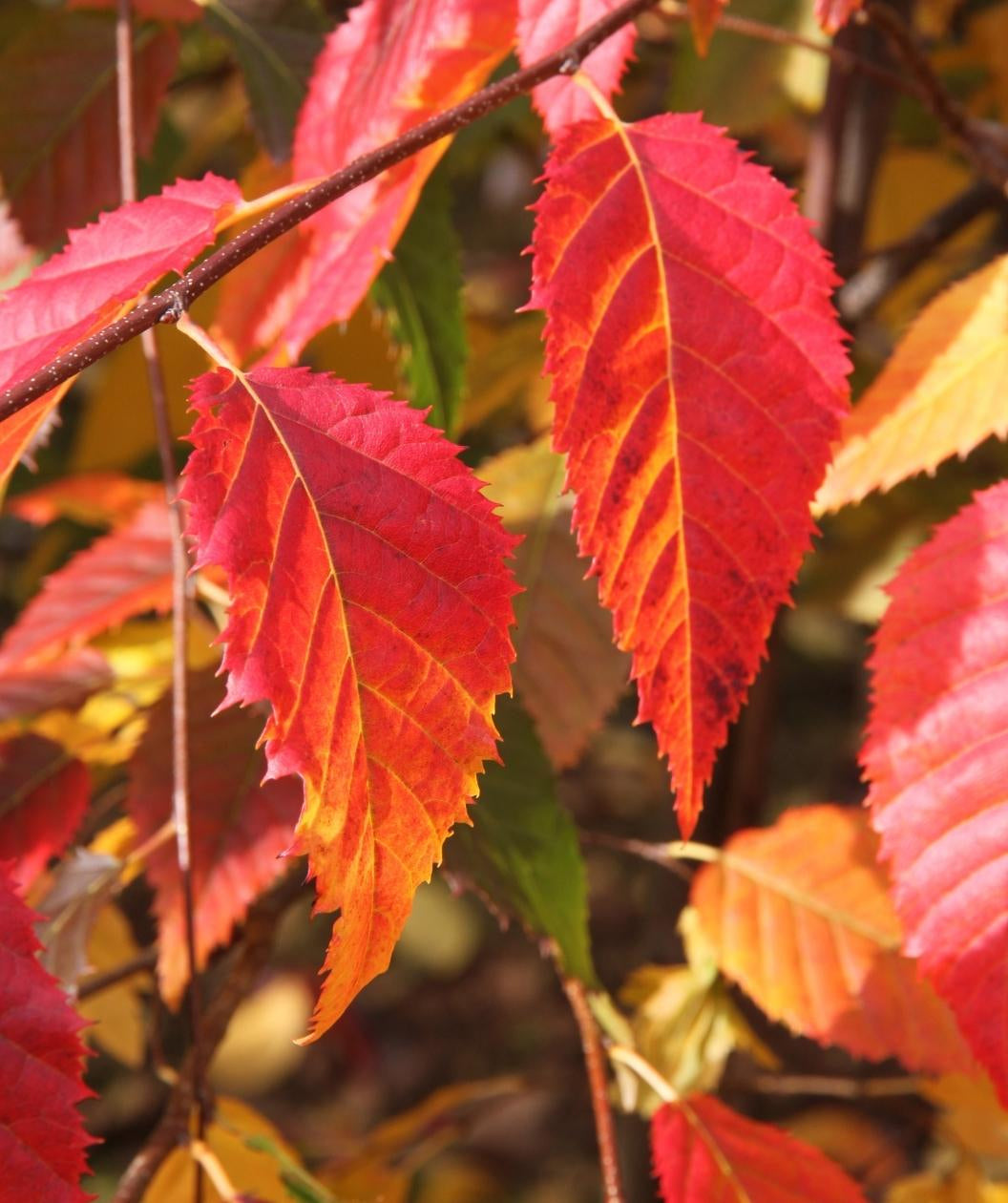 Native Flame® American Hornbeam