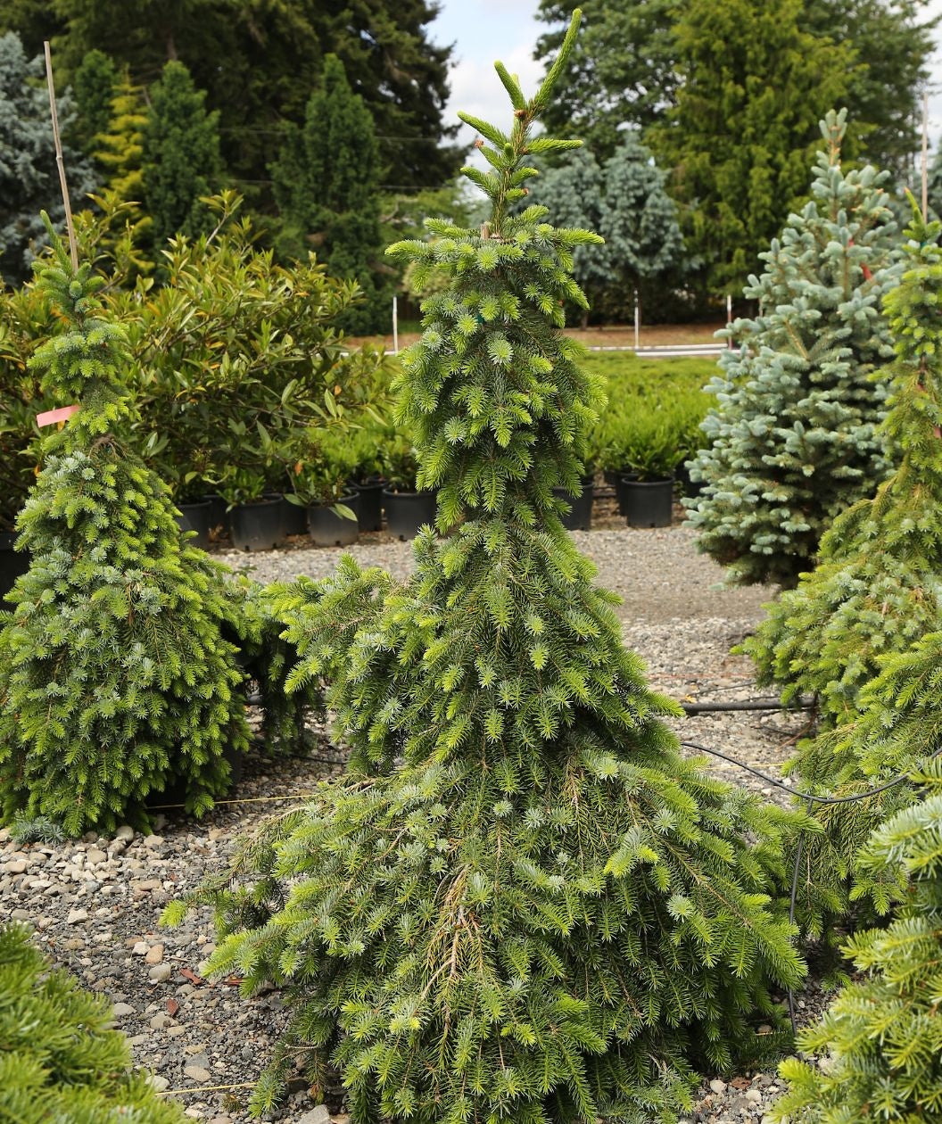 Bruns Weeping Serbian Spruce