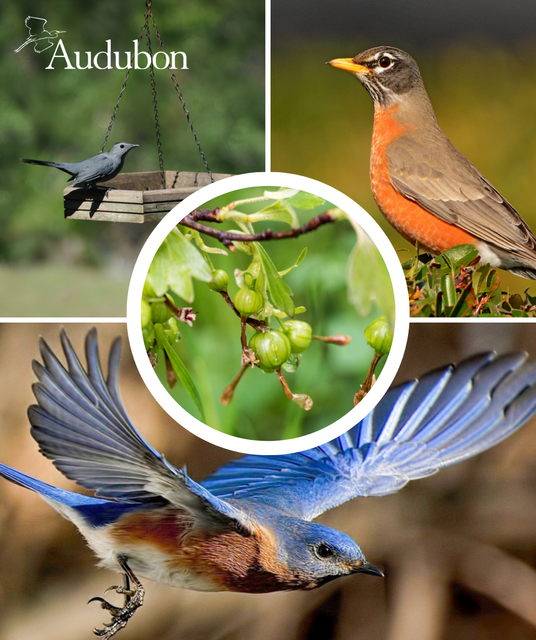 Audubon® Native American Currant