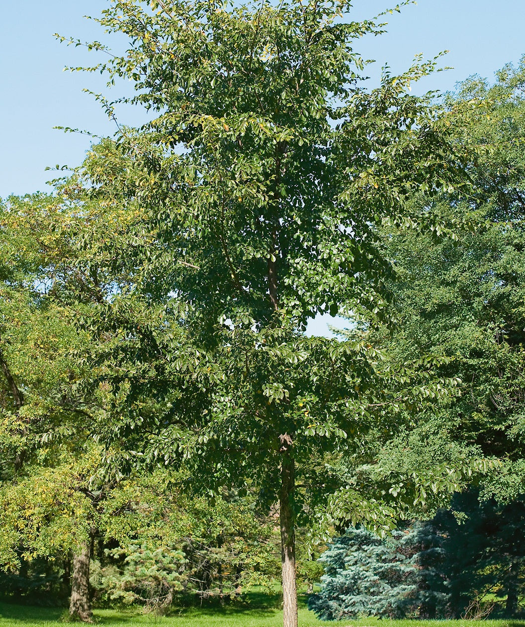 Accolade™ Elm