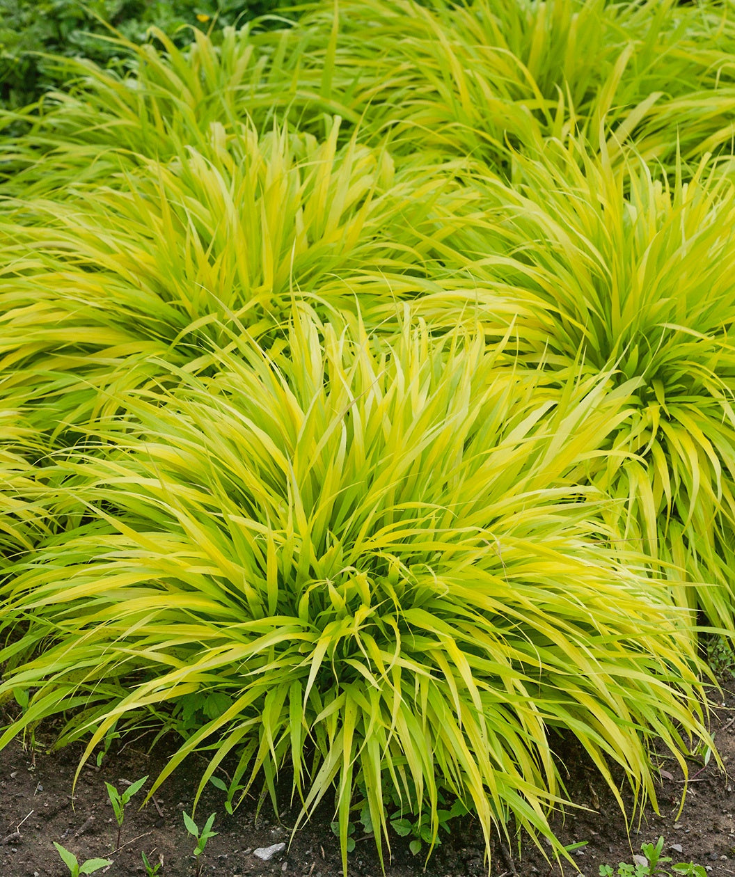 All Gold Japanese Forest Grass