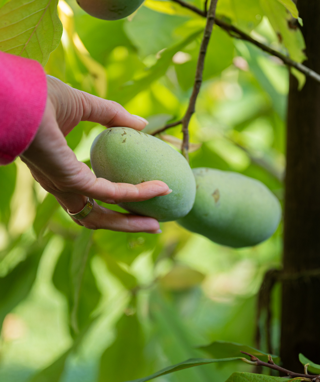 Allegheny® Pawpaw