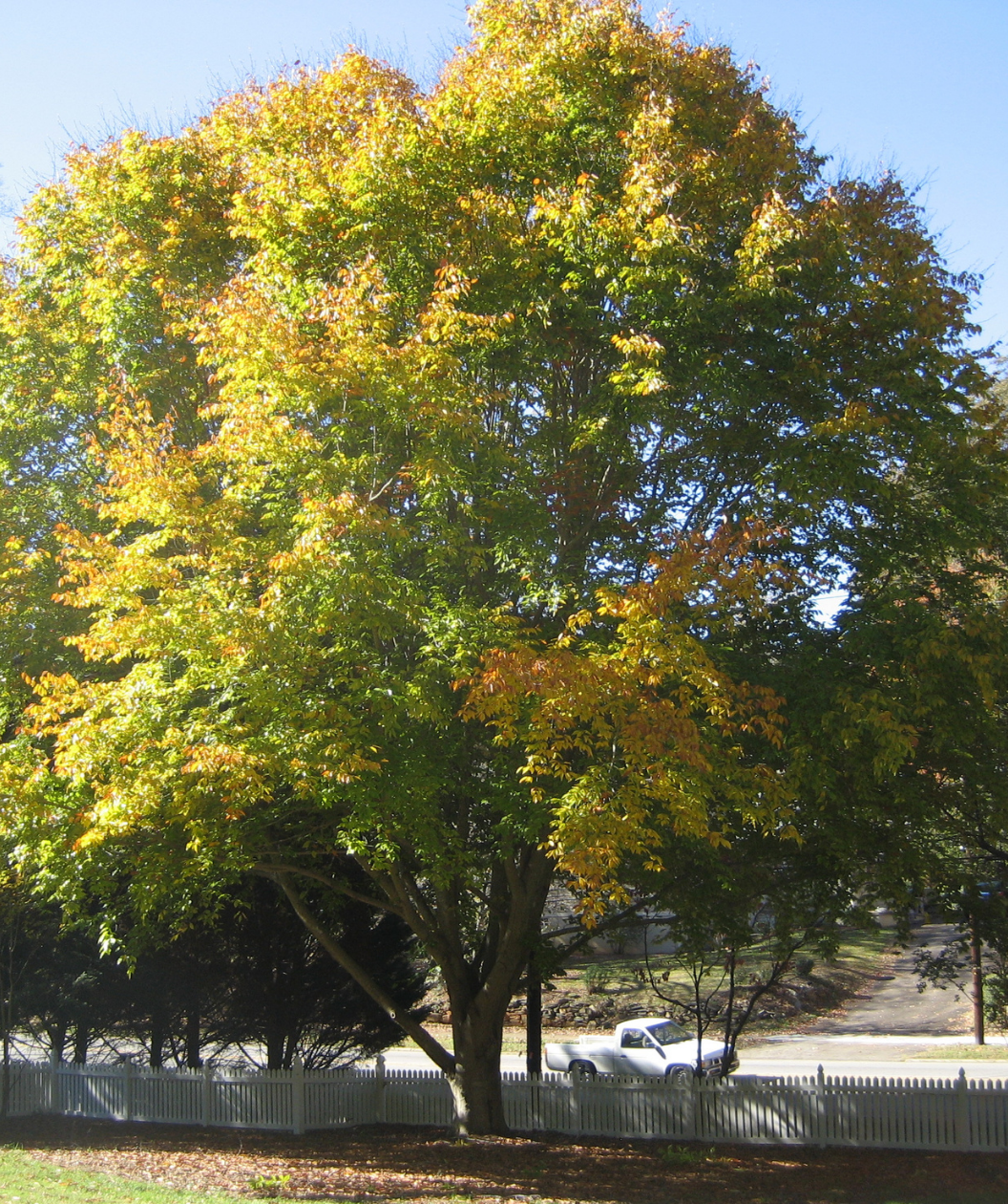 American Beech