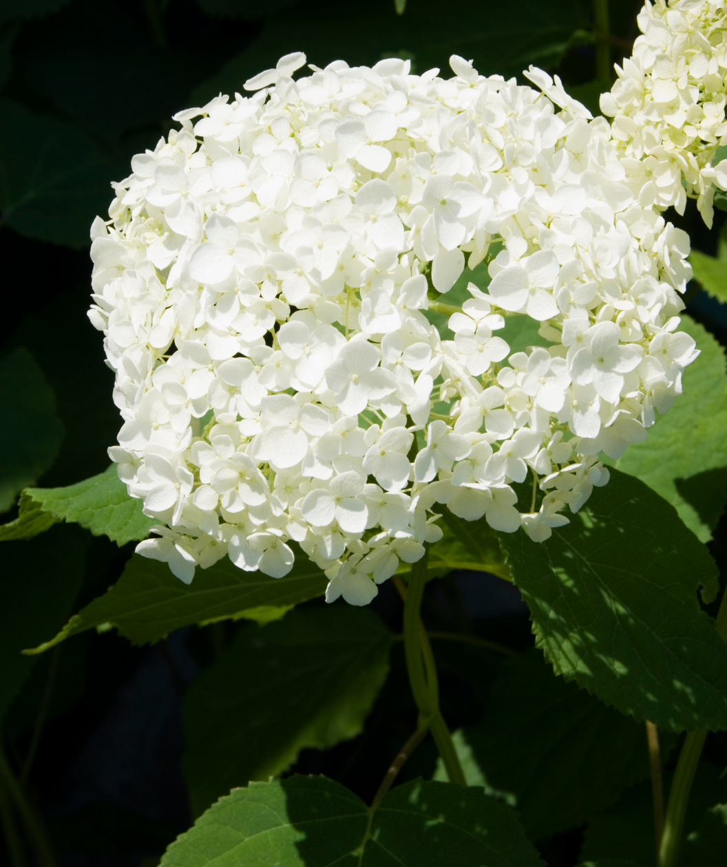 Annabelle Hydrangea