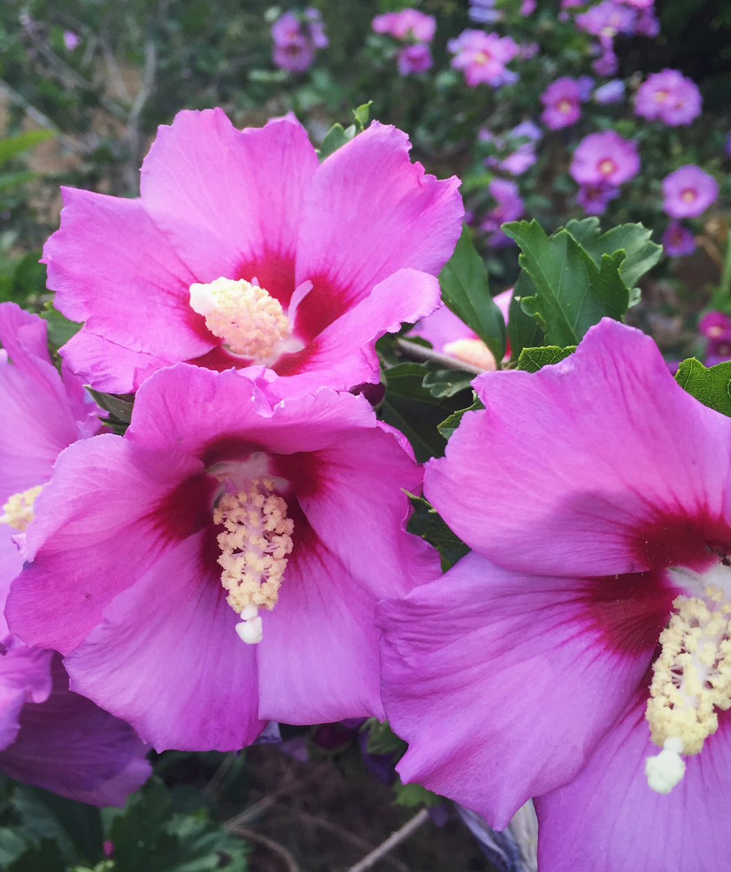 Aphrodite Rose of Sharon Shrub Form