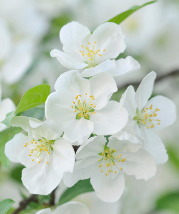 Close up of April Showers Flowering Crabapple flowers, small fragrant white flowers with light green stars in the center