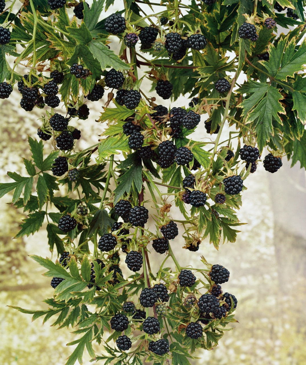 Arapaho Blackberry