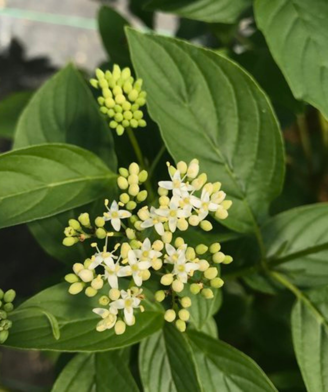 Arctic Fire® Yellow Twig Dogwood