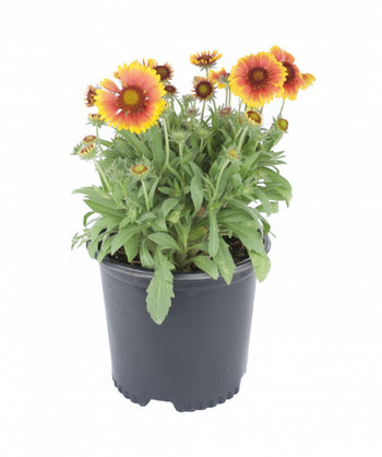 Arizona Sun Blanket Flower product shot on white, medium sized yellow to red flowers emerging from long gray-green foliage