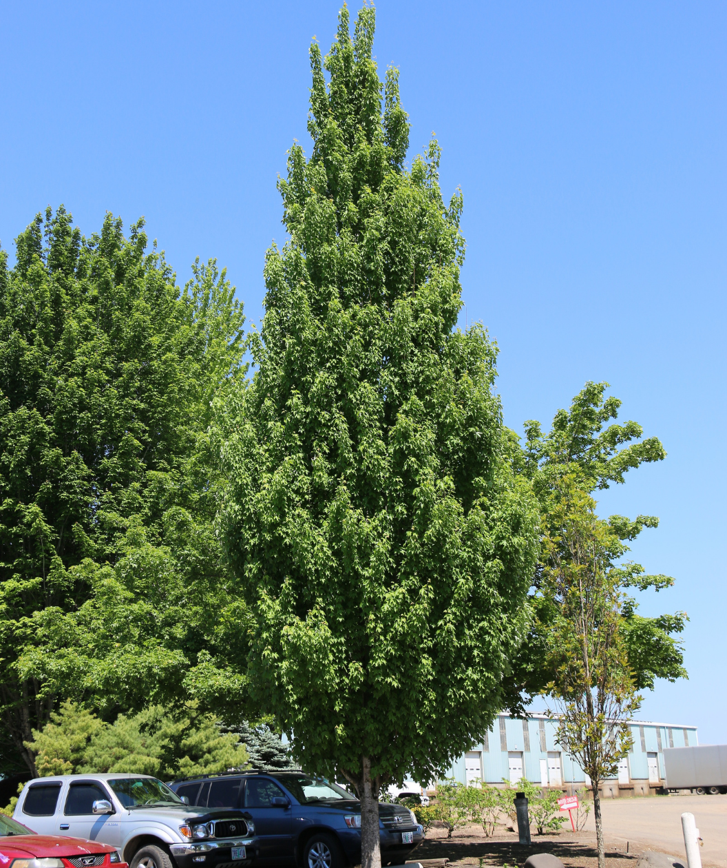 Armstrong Gold® Columnar Red Maple