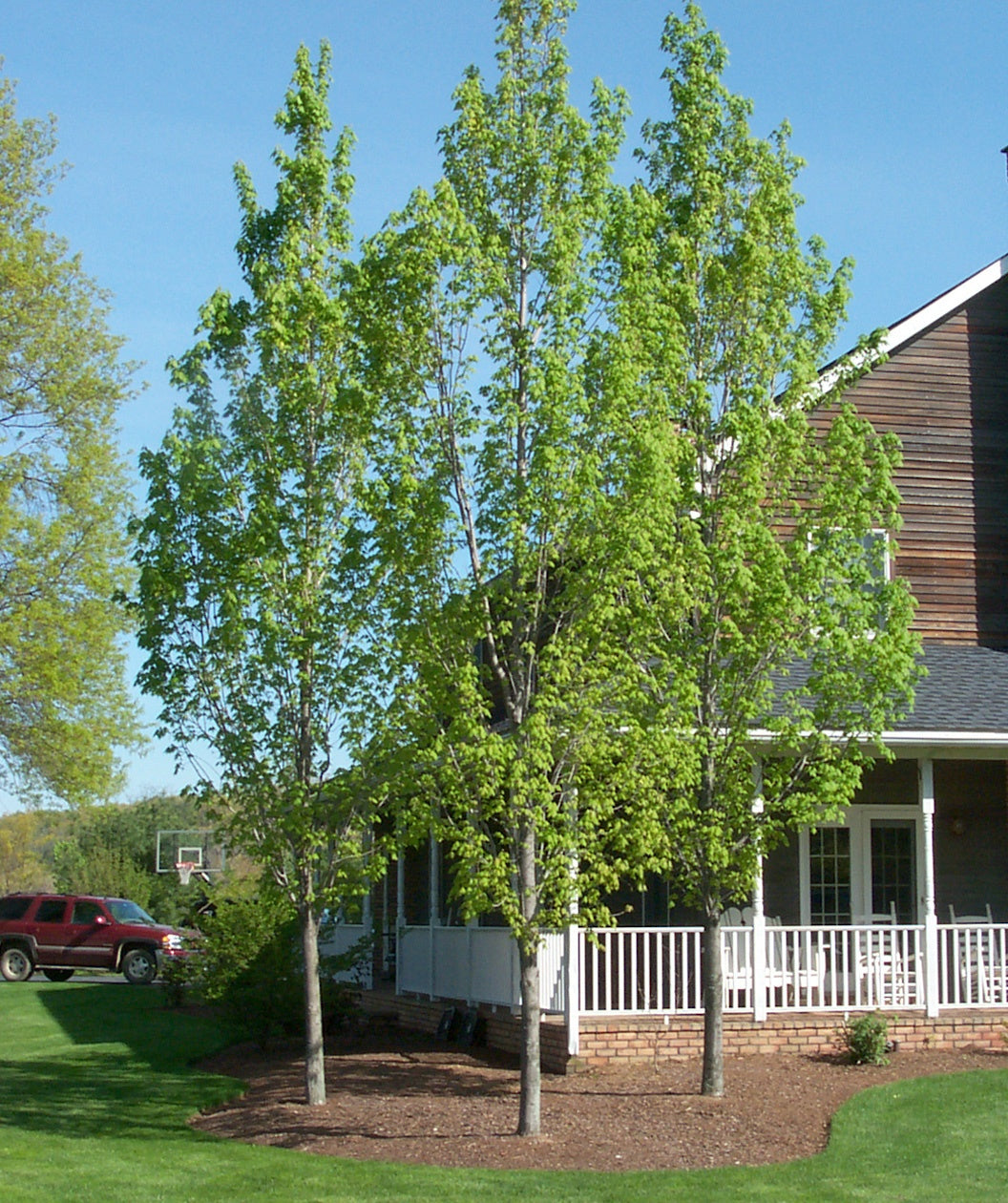 Armstrong Red Maple