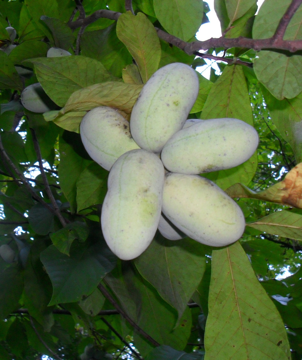 Wells Pawpaw Treeling