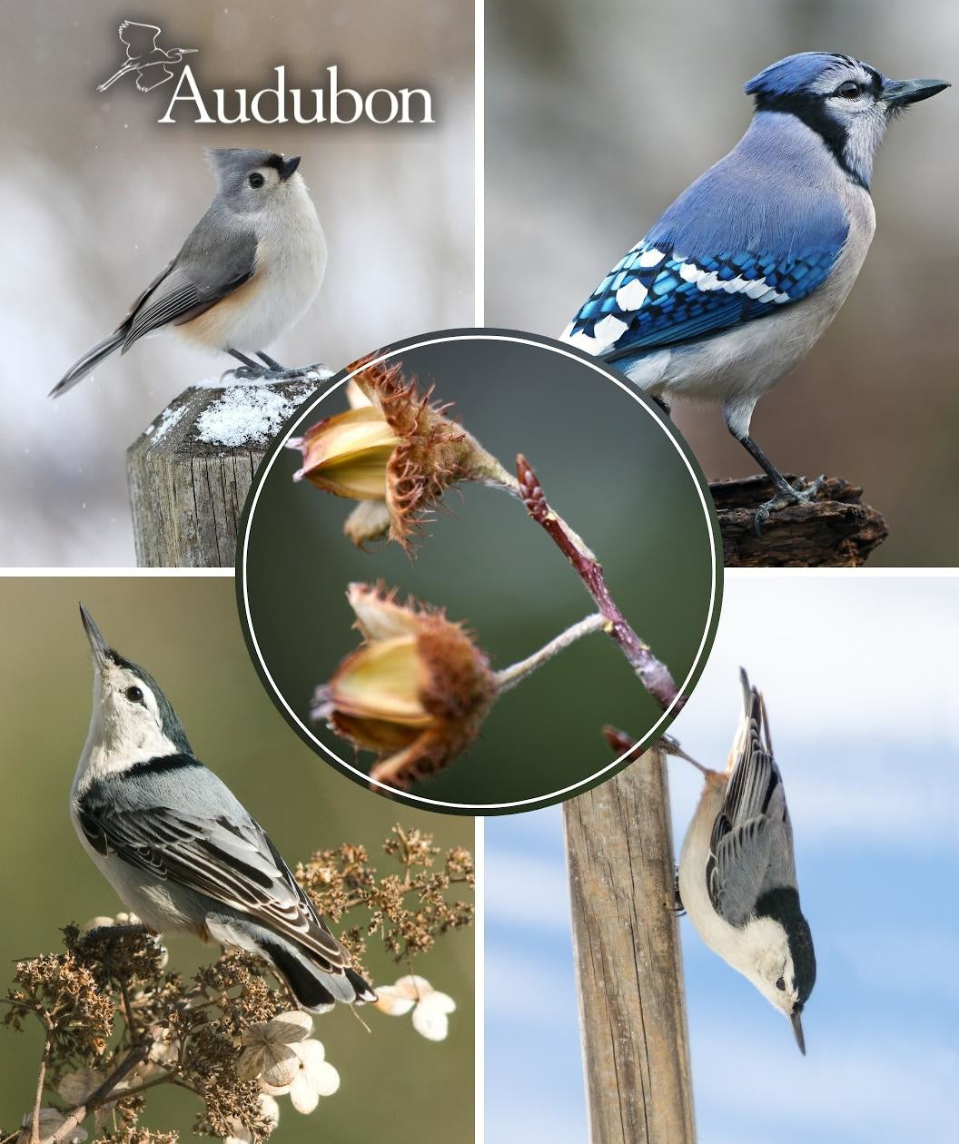 Audubon® Native American Beech
