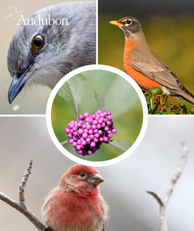 Audubon Native Beautyberry and native birds