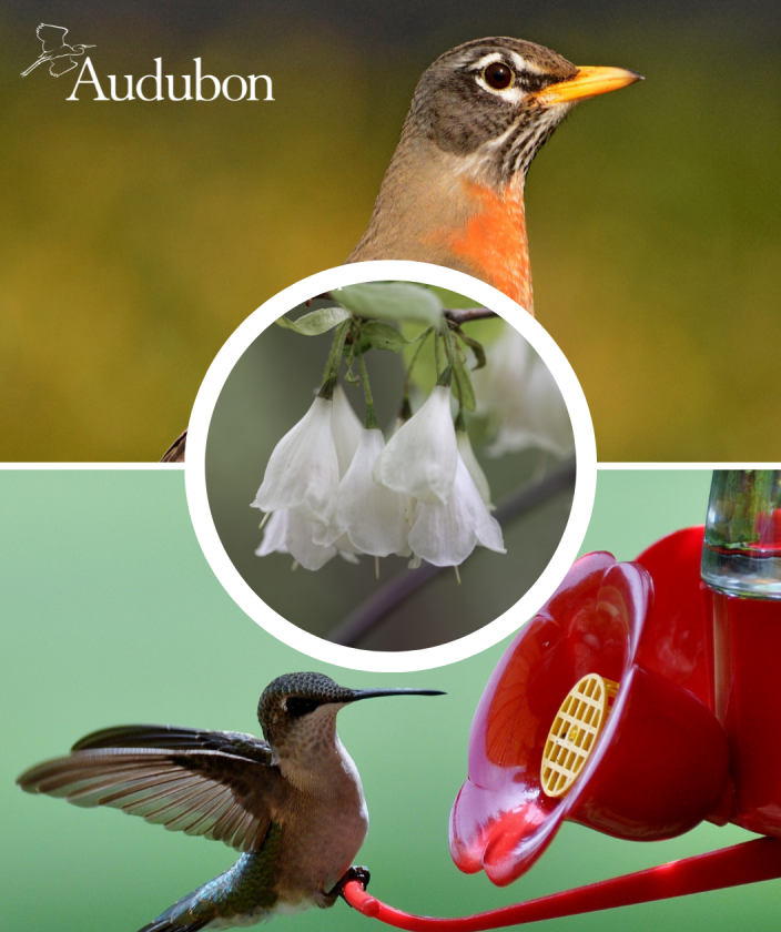 Audubon® Native Carolina Silverbell