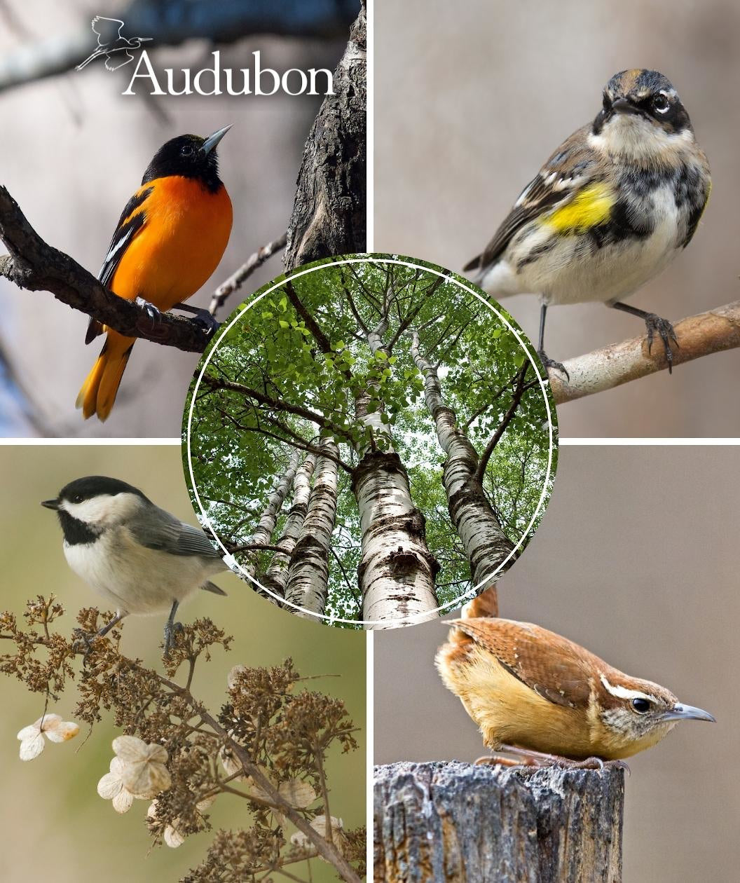 Audubon® Native Quaking Aspen Treeling