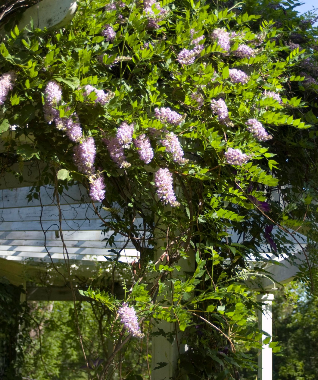 Aunt Dee Kentucky Wisteria
