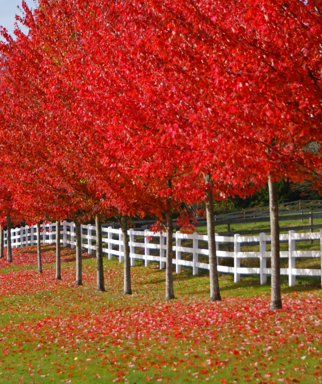 Autumn Blaze® Maple