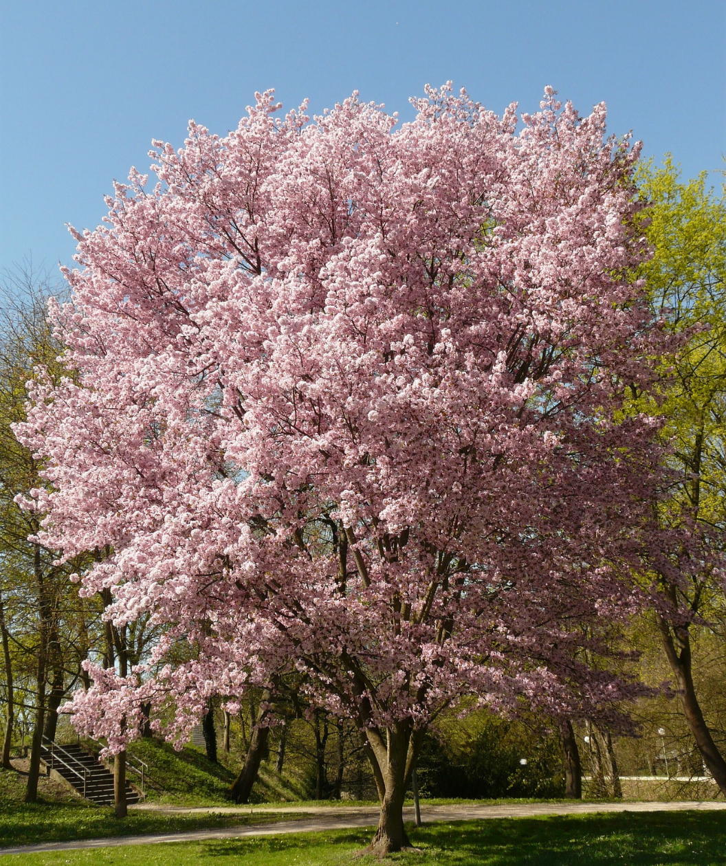 Autumn Flowering Cherry