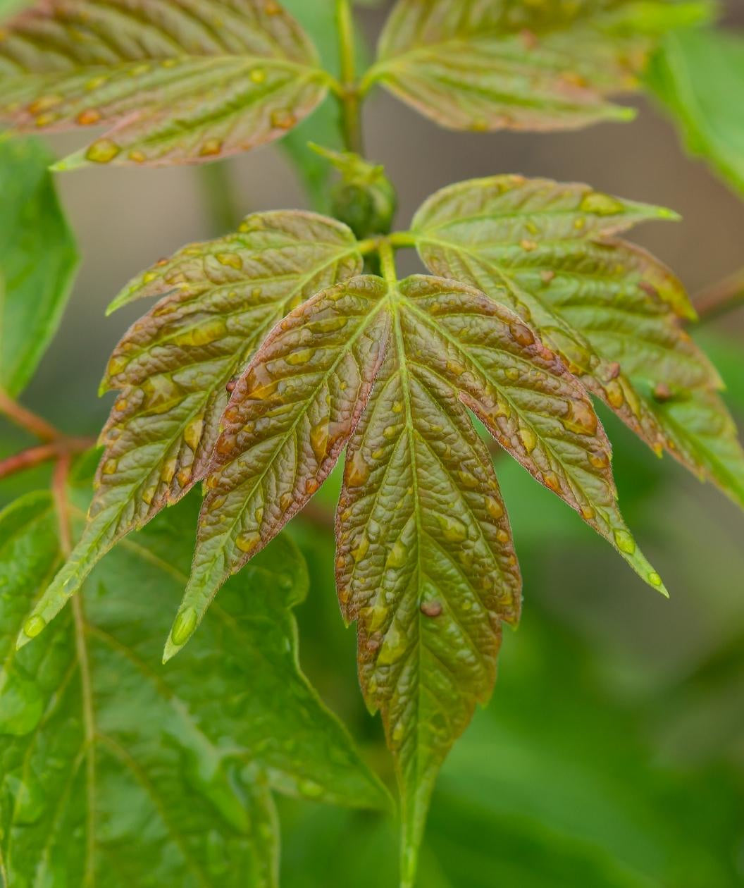 Sensation Box Elder