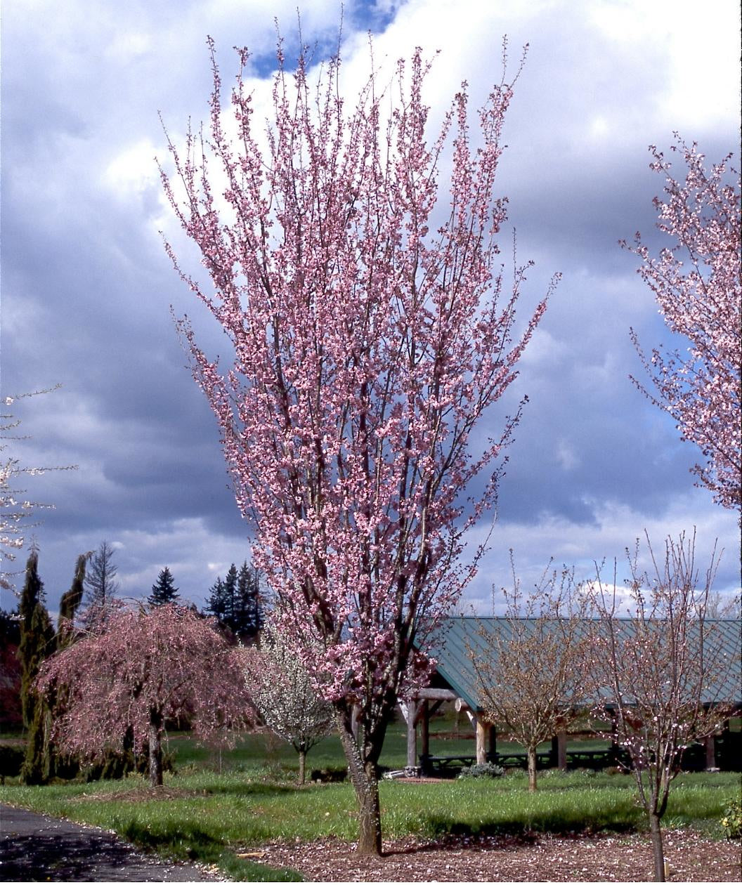 Rancho Upright Sargent's Cherry
