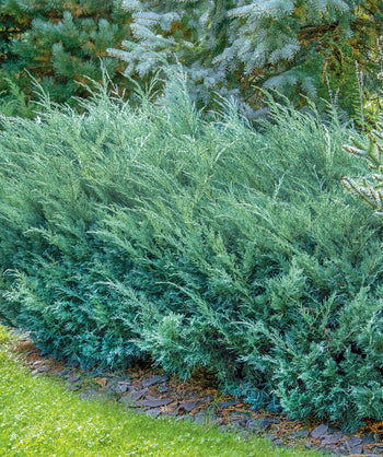 Blue Chip Juniper planted in a landscape, upright and outright branching covered in blue green evergreen foliage